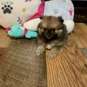 Penelope, Pomeranian Puppy