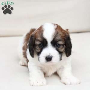 Kingston, Cavachon Puppy