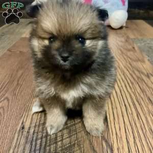 Penelope, Pomeranian Puppy