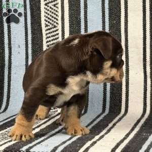 Jackson, English Bulldog Puppy