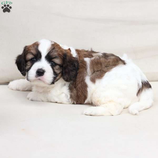 Kingston, Cavachon Puppy