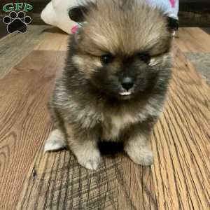Penelope, Pomeranian Puppy