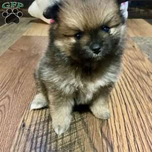 Penelope, Pomeranian Puppy