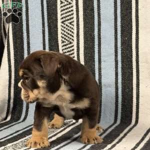 Jackson, English Bulldog Puppy