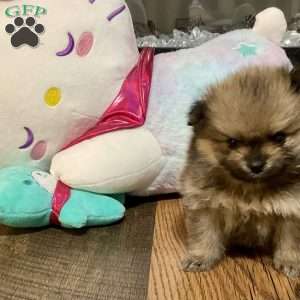 Whiskey, Pomeranian Puppy