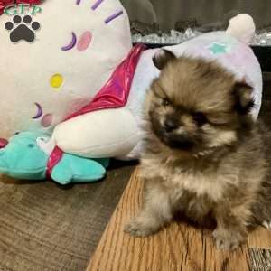 Whiskey, Pomeranian Puppy