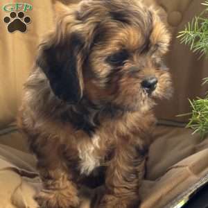 Chocolate, Shih-Poo Puppy