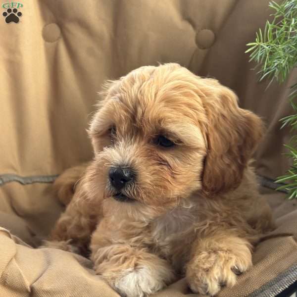 Carmel, Shih-Poo Puppy
