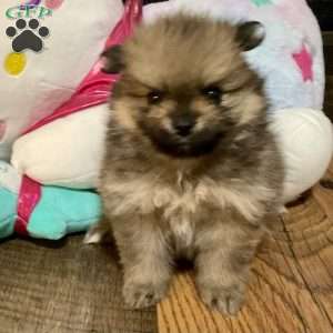 Whiskey, Pomeranian Puppy