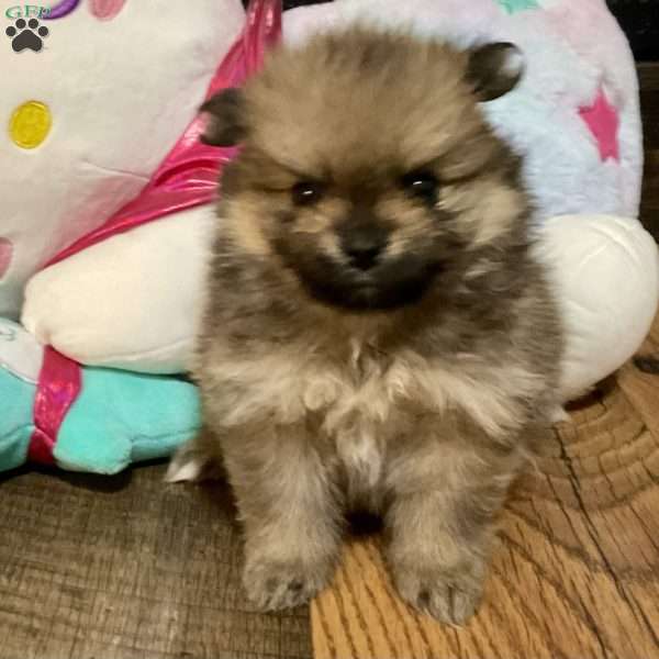 Whiskey, Pomeranian Puppy