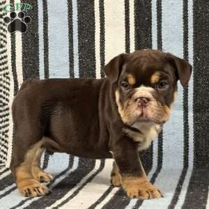Jackson, English Bulldog Puppy
