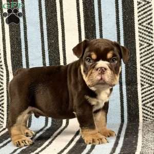 Jackson, English Bulldog Puppy