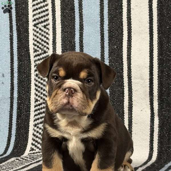 Jackson, English Bulldog Puppy