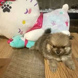 Whiskey, Pomeranian Puppy