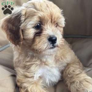 Carmel, Shih-Poo Puppy