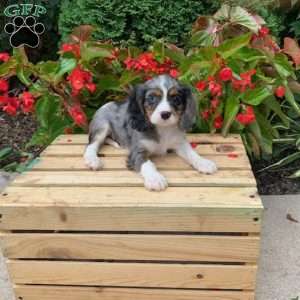 Chase, Cavalier King Charles Spaniel Puppy