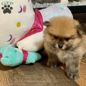 Toast, Pomeranian Puppy