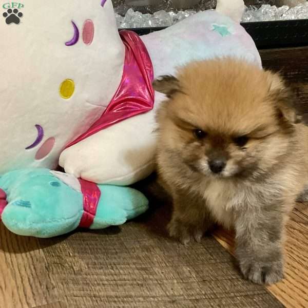 Toast, Pomeranian Puppy