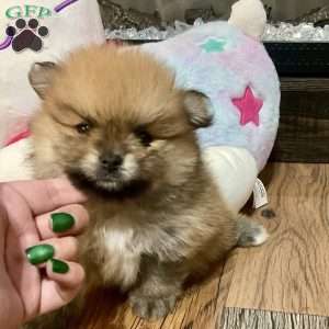 Toast, Pomeranian Puppy