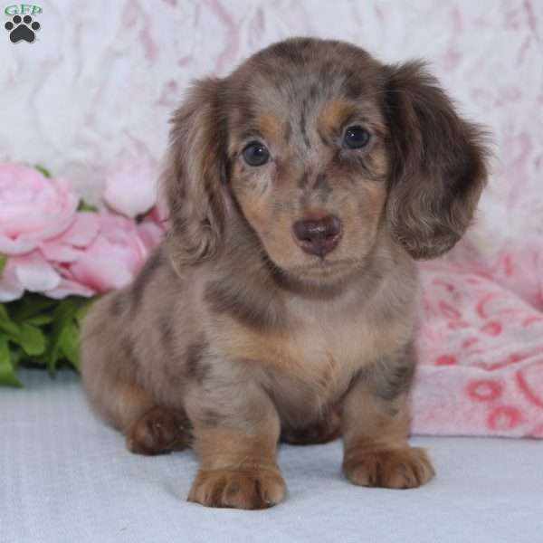 Nancy, Dachshund Puppy