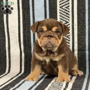Junie, English Bulldog Puppy