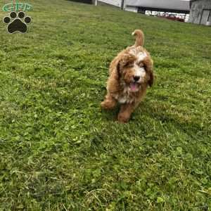 Sasha, Mini Bernedoodle Puppy
