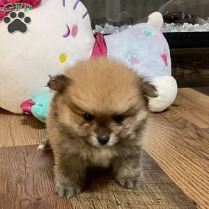 Toast, Pomeranian Puppy