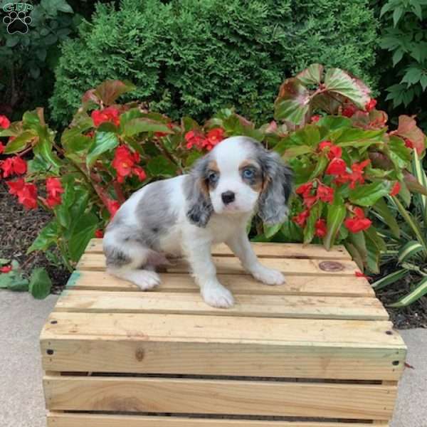 Marshall, Cavalier King Charles Spaniel Puppy