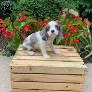 Marshall, Cavalier King Charles Spaniel Puppy