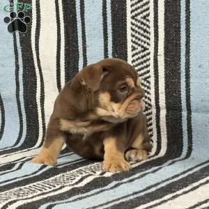 Junie, English Bulldog Puppy