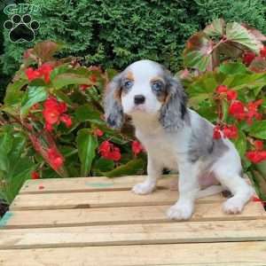 Marshall, Cavalier King Charles Spaniel Puppy