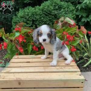 Marshall, Cavalier King Charles Spaniel Puppy