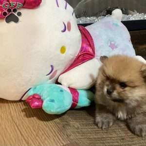 Toast, Pomeranian Puppy