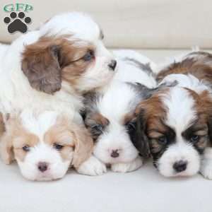 Kingston, Cavachon Puppy