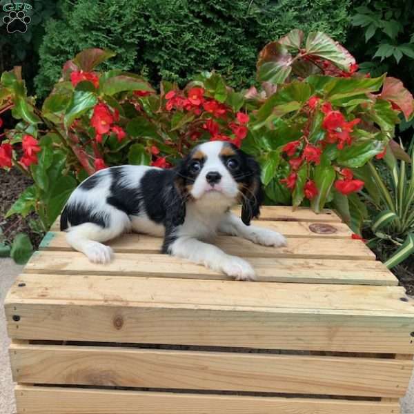 Lexie, Cavalier King Charles Spaniel Puppy
