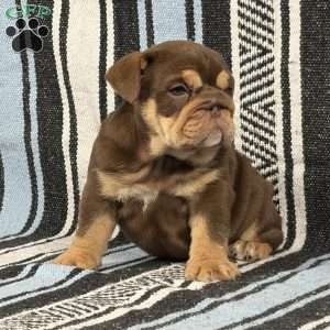 Junie, English Bulldog Puppy
