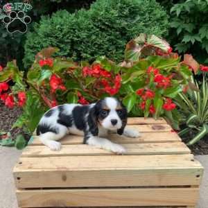 Lexie, Cavalier King Charles Spaniel Puppy