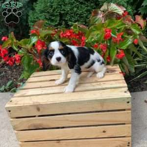 Lexie, Cavalier King Charles Spaniel Puppy