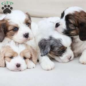 Kingston, Cavachon Puppy