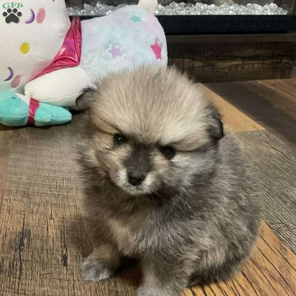 Ghost, Pomeranian Puppy