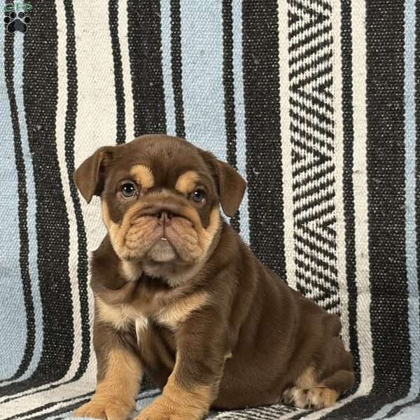 Junie, English Bulldog Puppy