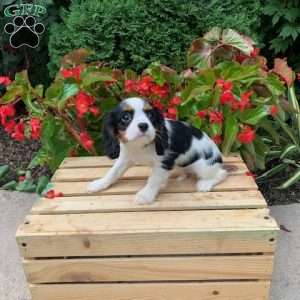 Lexie, Cavalier King Charles Spaniel Puppy