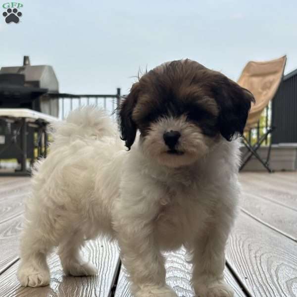 Sweetie, Shih-Poo Puppy