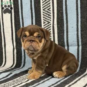Junie, English Bulldog Puppy