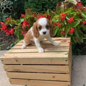 Kylie, Cavalier King Charles Spaniel Puppy