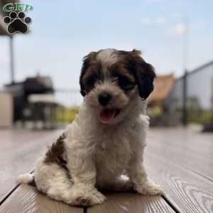 Rascal, Shih-Poo Puppy