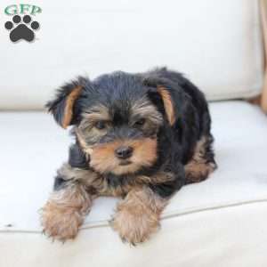 Olive, Yorkie Puppy