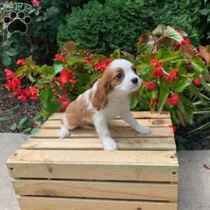 Kylie, Cavalier King Charles Spaniel Puppy