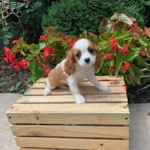 Kylie, Cavalier King Charles Spaniel Puppy