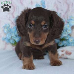 Noah, Dachshund Puppy